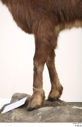 Leg Animal photo references